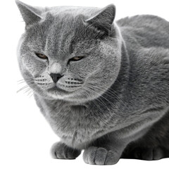 Close Up Of A Grumpy British Shorthair Cat With Snow On Its Face Against A Black Background