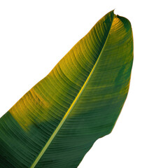 Close up of a large green banana leaf with golden light and water droplets on a black background