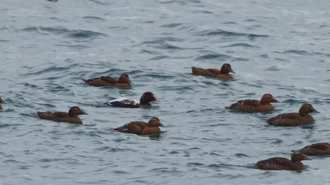 A group of eider ducks, known for their thick, insulating down, swim together in the choppy waters off the coast of Iceland.