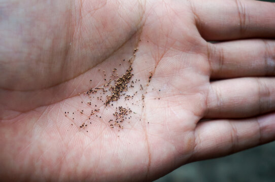Close up of fine wood dust or frass from wood-boring insects scattered on an open human palm.
