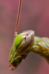 Extreme Closeup of Praying Mantis Eye