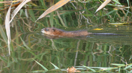 Muskrat, Ondatra zibethicus. The animal swims along the riverbank.