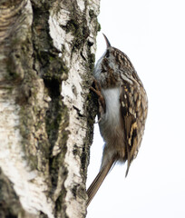 Eurasian treecreeper, Certhia familiaris. A bird searches for insects in the bark of a tree