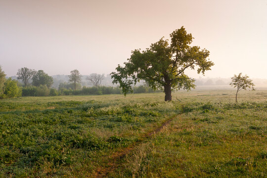 Large solitary green oak tree stands in the middle of a wide grassy meadow covered with light morning fog during a beautiful golden sunrise creating a peaceful idyllic rural summer landscape