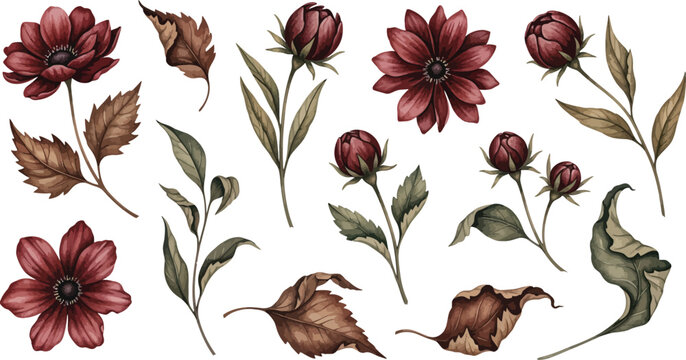 Collection of beautiful watercolor illustrations of deep red burgundy flowers and dried brown autumn leaves on a white background