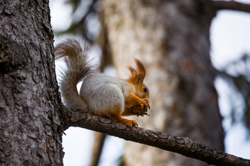 Cute fluffy European red squirrel Sciurus vulgaris sits on a rough spruce tree branch and gnaws a large walnut in the autumn park forest creating a beautiful wildlife nature scene view
