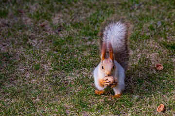 Cute fluffy European red squirrel Sciurus vulgaris sits on the green grass lawn and holds a large walnut in paws in the autumn park forest creating a beautiful wildlife nature scene