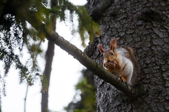 Cute fluffy European red squirrel Sciurus vulgaris sits on a rough spruce tree branch and gnaws a large walnut in the autumn park forest creating a beautiful wildlife nature scene view