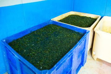Fresh Laminaria (sea kale) is fermenting in water inside large plastic vats. This is part of the...