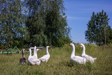 A flock of domestic white and grey geese are grazing on green grass in a farmyard. An old agricultural machinery are in the background. A sunshine summer day on farmland.