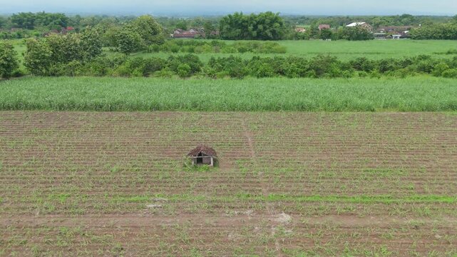 A wide shot of a vast Indonesian sugarcane field with newly planted crops and a small, rustic wooden farmer's hut (gubuk) used for storing tools, surrounded by trees under a bright sky.