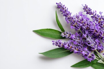 Close Up of Lavender Sprigs with Green Leaves on White Surface