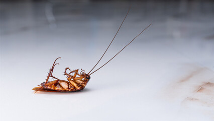 Dead cockroach upside down on a marbled countertop surface.