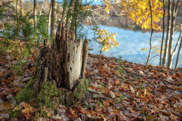 Autumn Stump