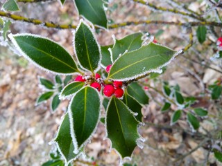 red berries with frost