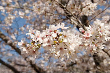 春の晴天と桜