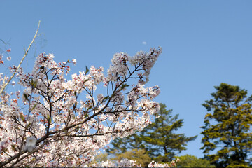 春の晴天と桜