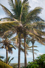Tall coconut palm trees under blue sky in tropical landscape