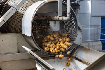 Pre-washed potatoes enter a final washing drum at a high-quality starch production plant. Water...