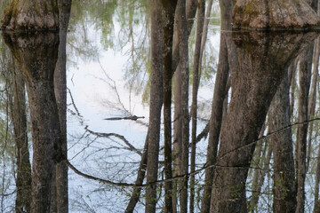American Alligator swimming in a Cypress Swamp Forest, Mississippi, USA
