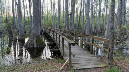 Wooden boardwalk trail winding through a bald cypress swamp in Mississippi, USA
