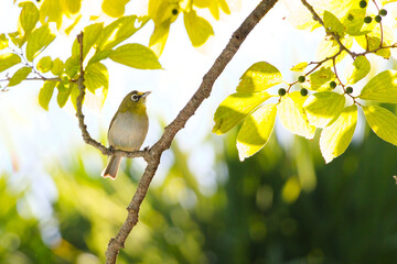 A small bird sitting on a tree branch in warm golden light
