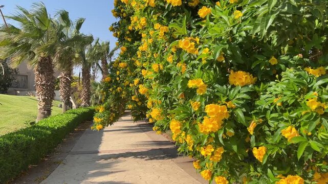 An alley of yellow tropical flowers on one side and tall palm trees on the other side against a blue sky