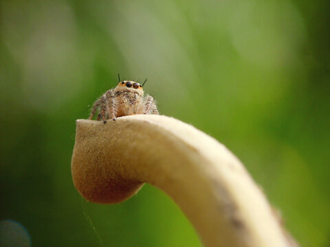 jumping spider on branch