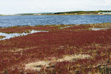 赤く紅葉した秋のサンゴ草