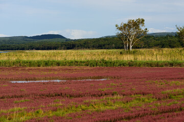 赤く紅葉した秋のサンゴ草