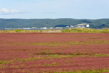 赤く紅葉した秋のサンゴ草