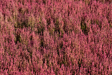 赤く紅葉した秋のサンゴ草