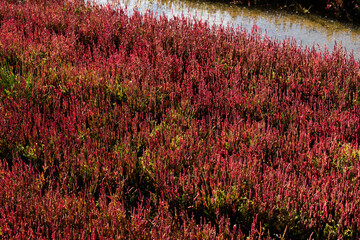 赤く紅葉した秋のサンゴ草