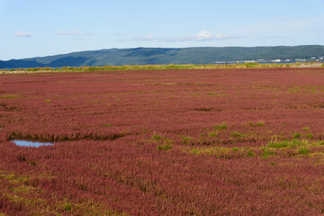 赤く紅葉した秋のサンゴ草