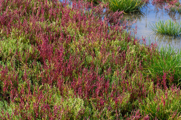 赤く紅葉した秋のサンゴ草