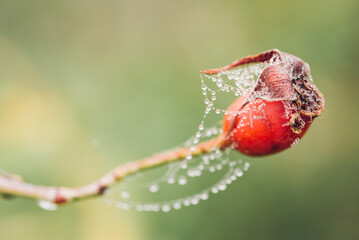 Rosa canina - Églantier - Rosier des chiens/ Perles de rosée sur un cynorhodon. Réceptacle d'une fleur. Hypanthium de l'églantier
