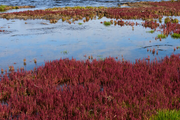 赤く紅葉した秋のサンゴ草