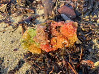 Colorful cluster of wild fish roe, likely sculpin (Myoxocephalus stelleri), attached to seaweed and washed up on a sandy beach mixed with natural debris after a storm. Unique marine texture.