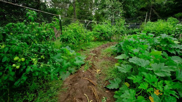 Row of mound of russet potatoes ready to be harvested while tuber grow  between tomato and zucchini plants swaying in windy day