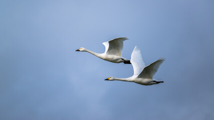 Bewick's Swans and heavy sky, Slimbridge, England