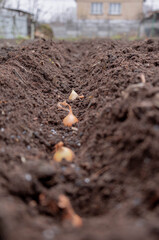 Planting winter onion: small bulbs in the furrow of prepared soil