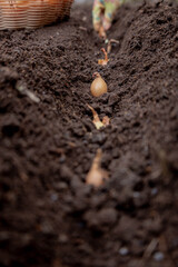 Planting onion sets: Hand in a floral glove sowing small onion bulbs into garden soil