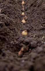 Planting winter onion: small bulbs in the furrow of prepared soil
