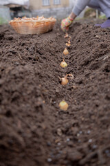 Planting onion sets: Hand in a floral glove sowing small onion bulbs into garden soil