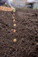 Planting onion sets: Hand in a floral glove sowing small onion bulbs into garden soil