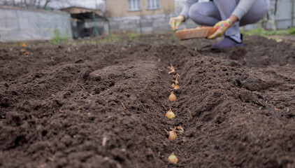 Planting onion sets: Hand in a floral glove sowing small onion bulbs into garden soil