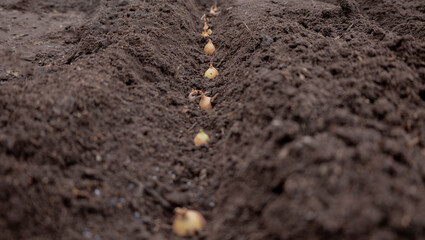 Planting winter onion: small bulbs in the furrow of prepared soil