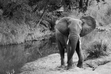 Black and white closeup of African Elephant