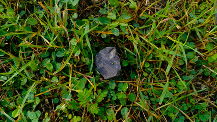 green leaf on the rocks