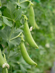 スナップエンドウのハウス栽培